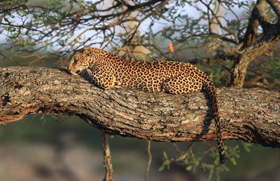 Leopard relaxing on tree at forest