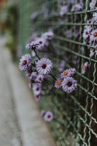 Close-up of flowering plant against fence