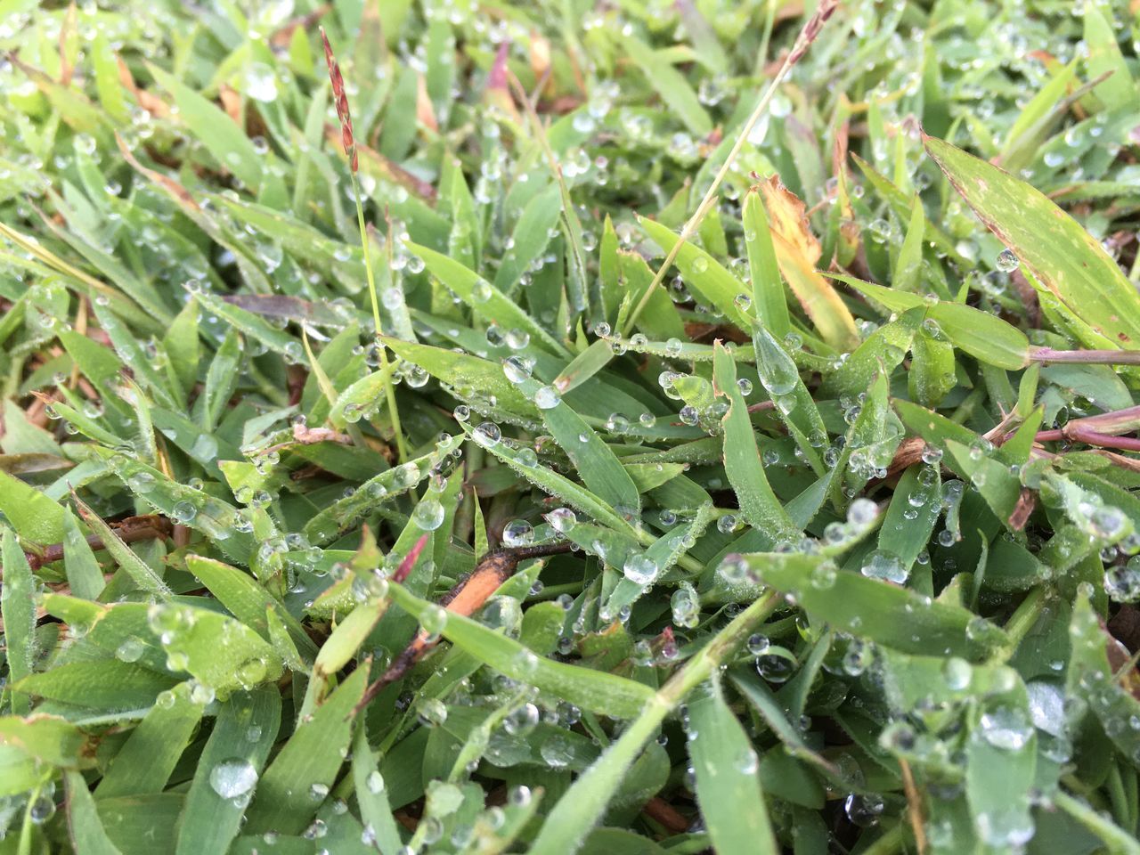 FULL FRAME SHOT OF RAINDROPS ON PLANT