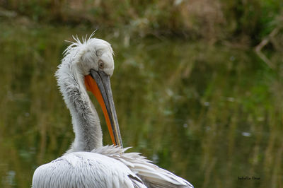 Close-up of pelican in lake