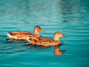 Mallard ducks swimming in lake