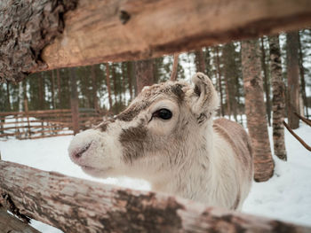 Small cute reindeer in lapland, finland