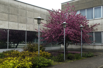 Plants growing in backyard