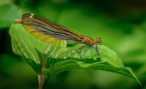 Close-up of dragonfly on leaf