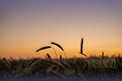 Close-up of silhouette plants on field against sky during sunset