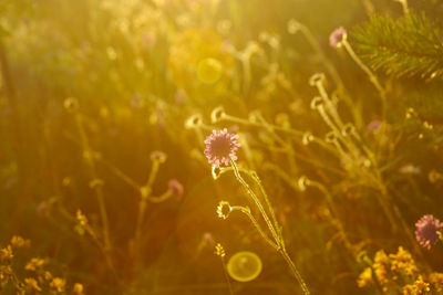 Close-up of flowering plant on field