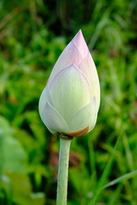 Close-up of lotus flower bud