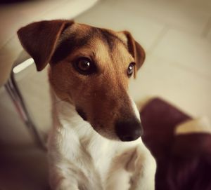 Close-up portrait of dog sitting