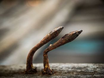 Close-up of rusty metal on table