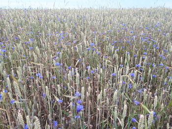 View of flowers growing in field