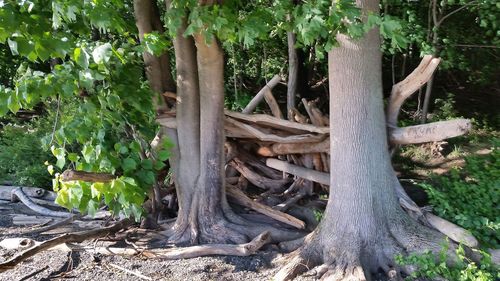 Trees and plants in park