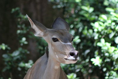Close-up of greater kudu