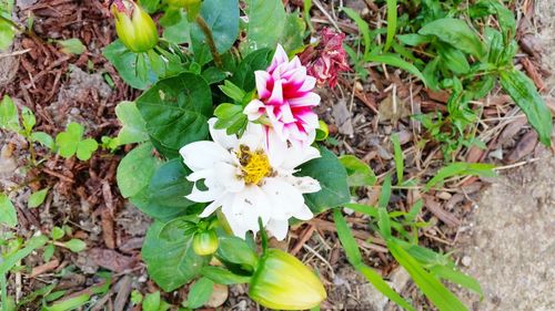 Close-up of flowers blooming outdoors
