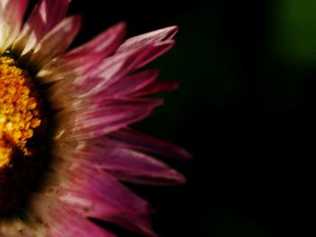 Close-up of flower blooming against black background