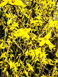 Close-up of yellow flowers