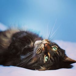 Close-up of cat lying down against sky