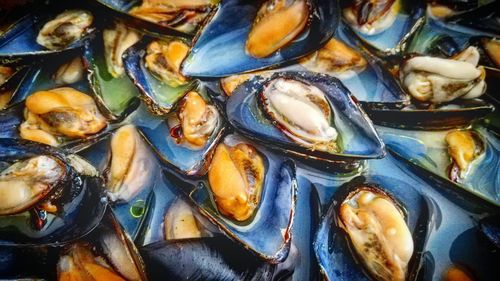 High angle view of shells in plate