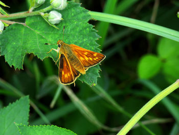 Close-up of butterfly pollinating on leaf