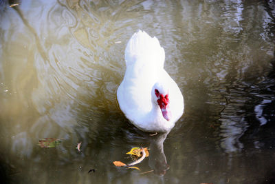 High angle view of swan swimming in lake