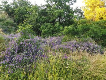 Purple flowering plants on field