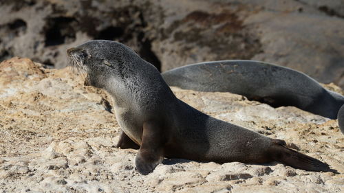 View of an animal on sand