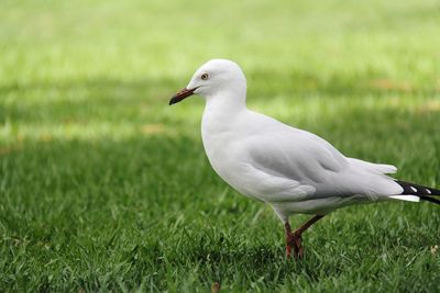 Seagull perching on a grass