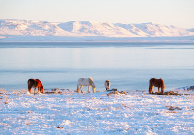 Dogs on snow covered landscape