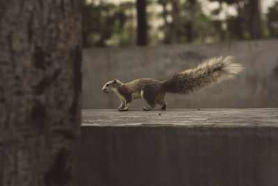 Close-up of squirrel on retaining wall