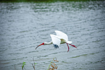 Bird flying over lake