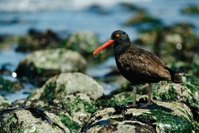 Closeup profile portrait of a black oystercatcher on whidbey island