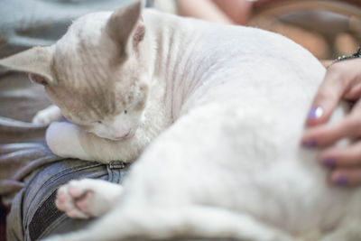 Close-up of cropped hand touching sleeping cat at home