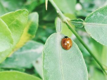 Close-up of ladybug on leaf