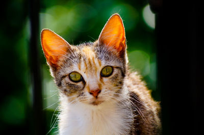 Close-up portrait of cat