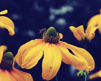 Close-up of yellow flowering plant