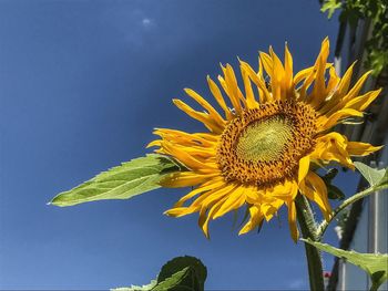 Close-up of sunflower against sky