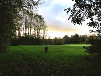 Scenic view of field against sky during sunset