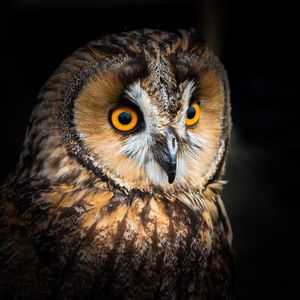 Close-up portrait of owl