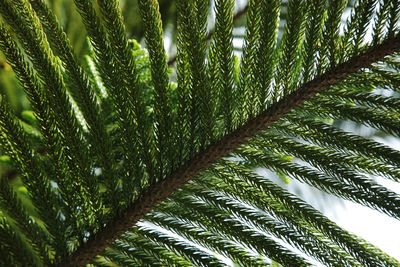 Low angle view of palm tree