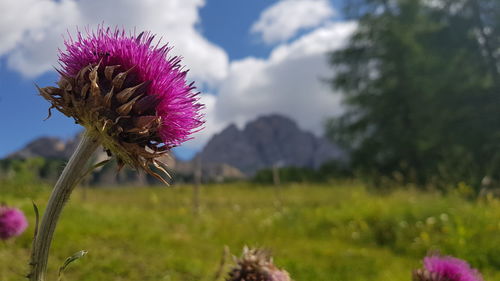 Close-up of purple thistle flowers on field