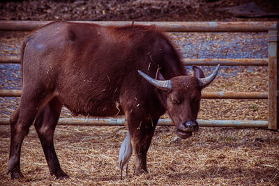 The asian wild water buffalo or bubalus arnee. 