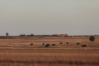 Hay bales and cows on field against clear sky