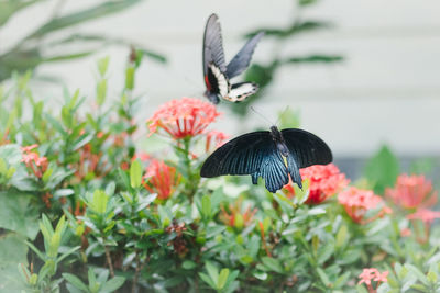 Close-up of butterfly on flower