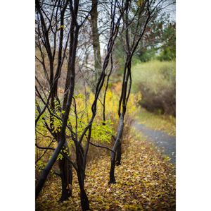 Trees in park