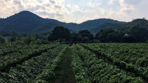 Scenic view of agricultural field against sky