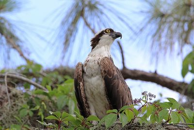 Low angle view of eagle perching on branch