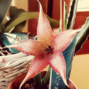 Close-up of red flowers