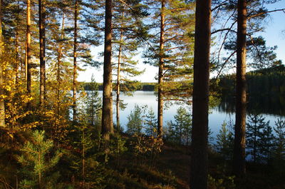 Pine trees by lake in forest during autumn