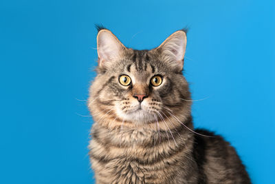 Close-up portrait of cat against blue background
