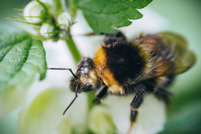 Close-up of bee pollinating on flower