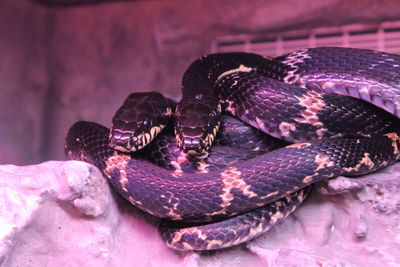 Close-up of crab in zoo